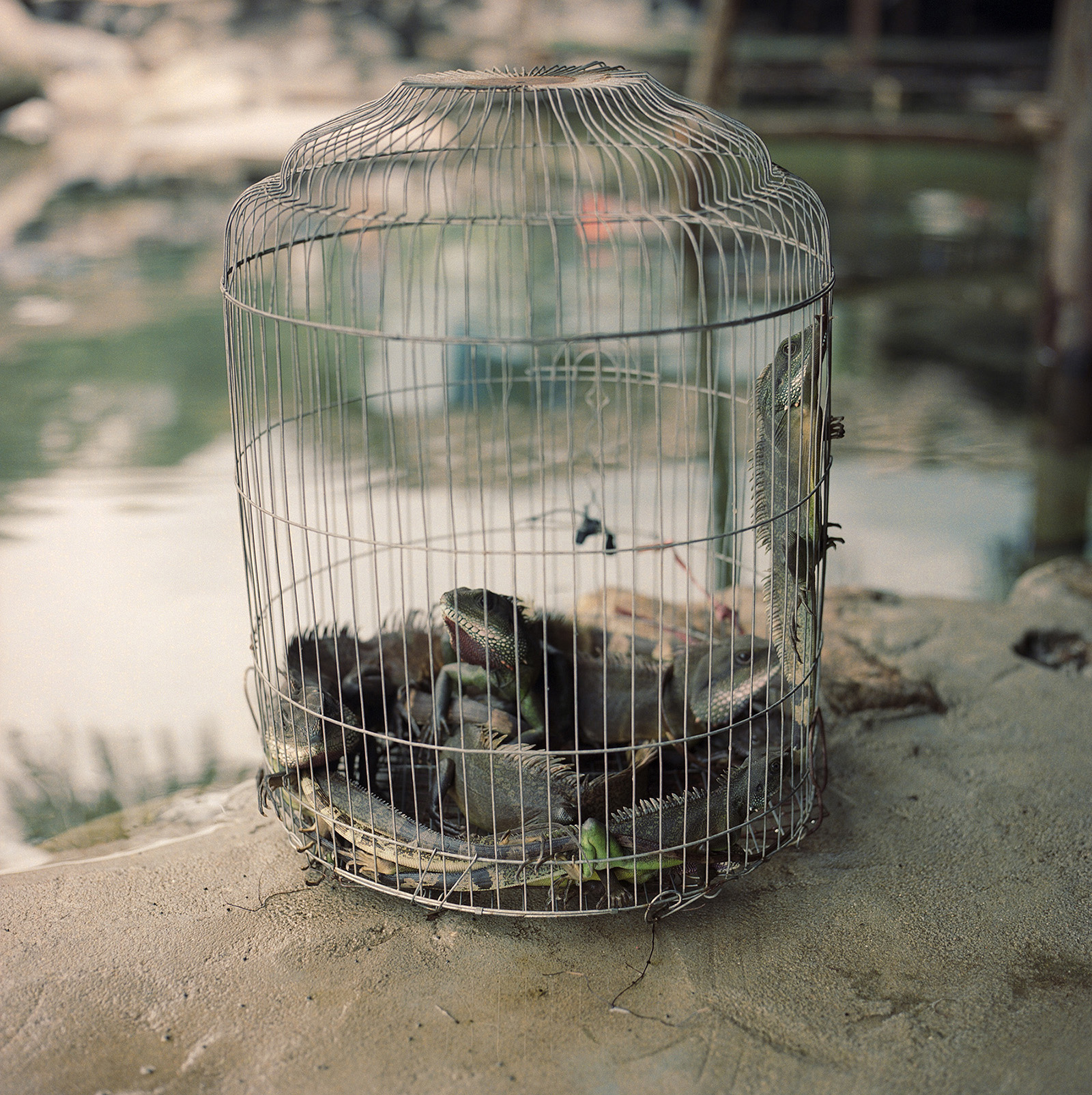 Caged lizards, Lăng Cô Da Nang, Vietnam.